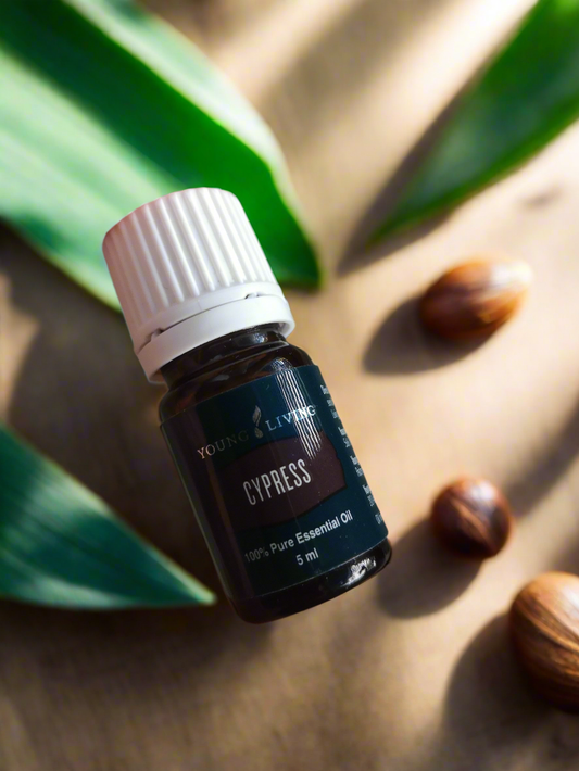 Cypress Zypresse Young Living ätherisches Öl 